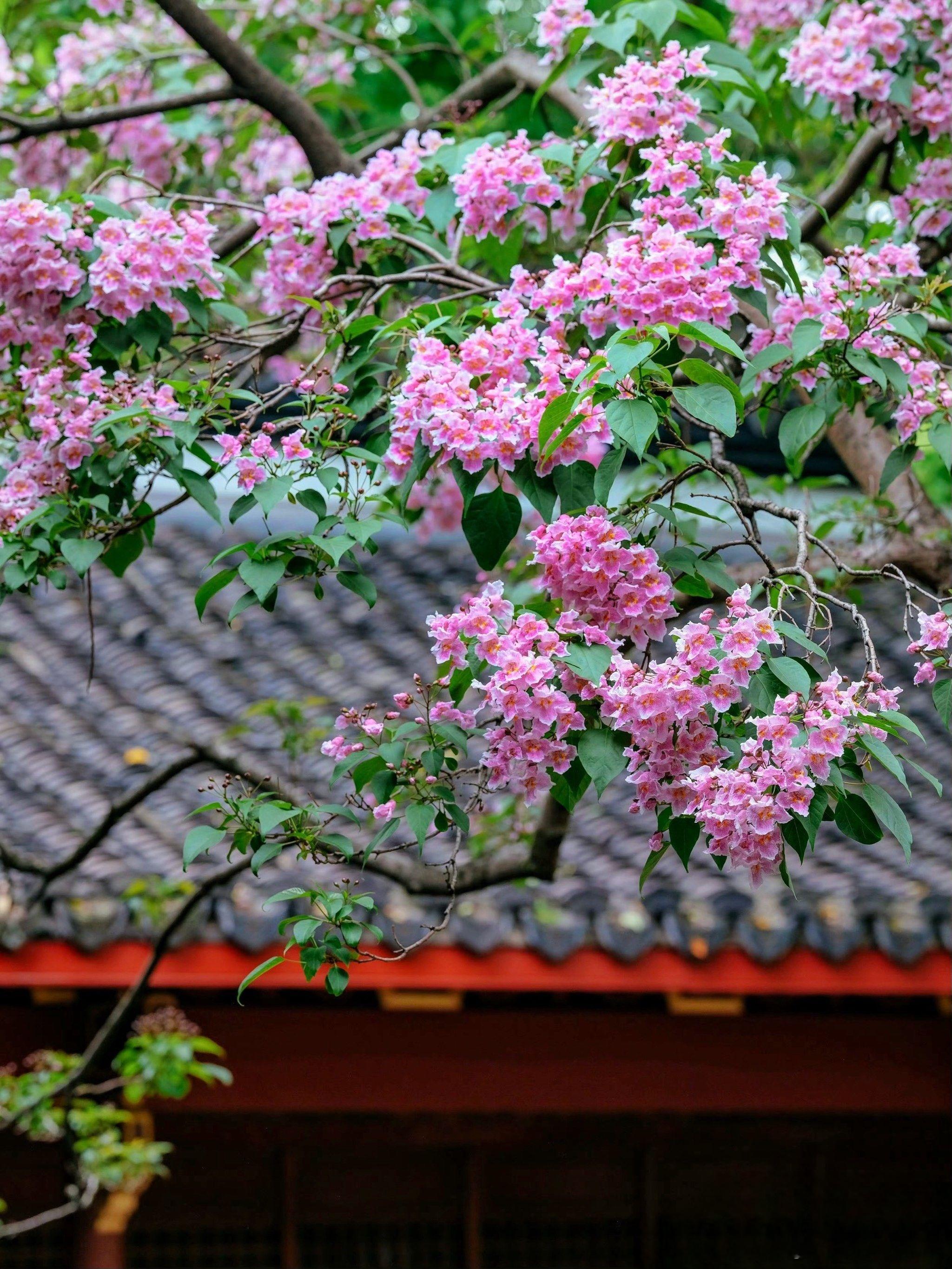 吴山530岁古楸树，花开如云霞🌸         暮春的杭州，最雅的踏青不在人