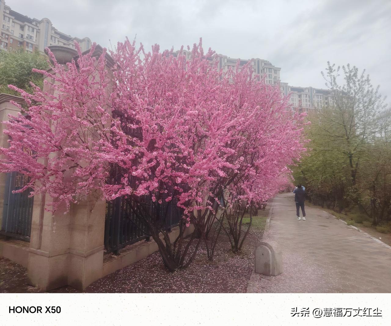 春暖花开[送自己一朵花]