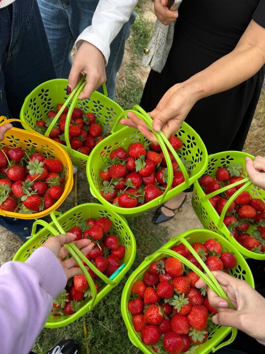 在三亚！摘不完 根本摘不完！草莓自由🍓