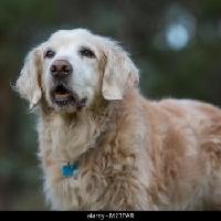 狗仗人势，原来这样来的。

小区有前后两排，自带小院，于是有几家养狗的，后排居多