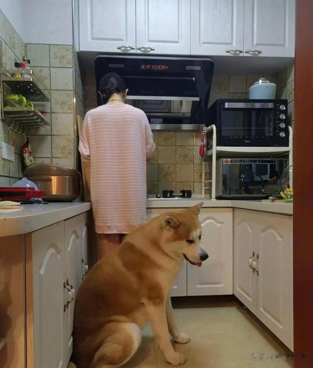 女朋友养的巨型犬，天天都不让我靠近，我该如何是好呢？

      