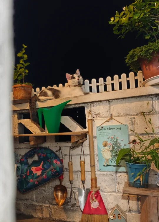 以后搬家最舍不得的应该就是邻居家的小猫了