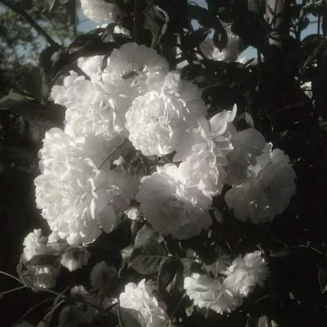 |审美积累· 白骨蝶影、鸦与残翼| 