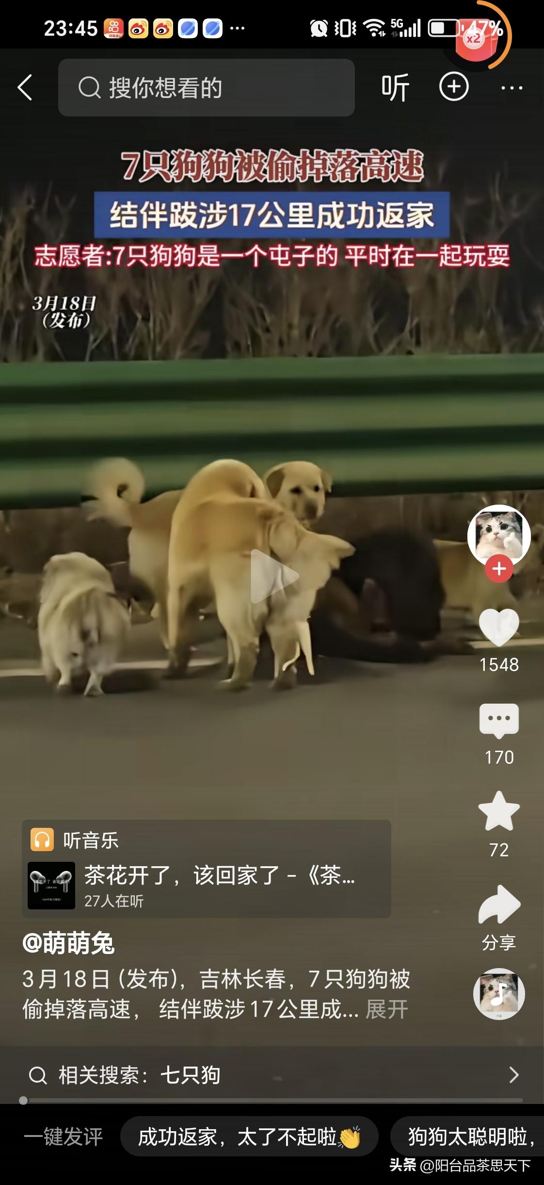 七只小狗
从偷狗贼的车上跳离高速，步行17公里回到家里。

这是在长春发生的事情