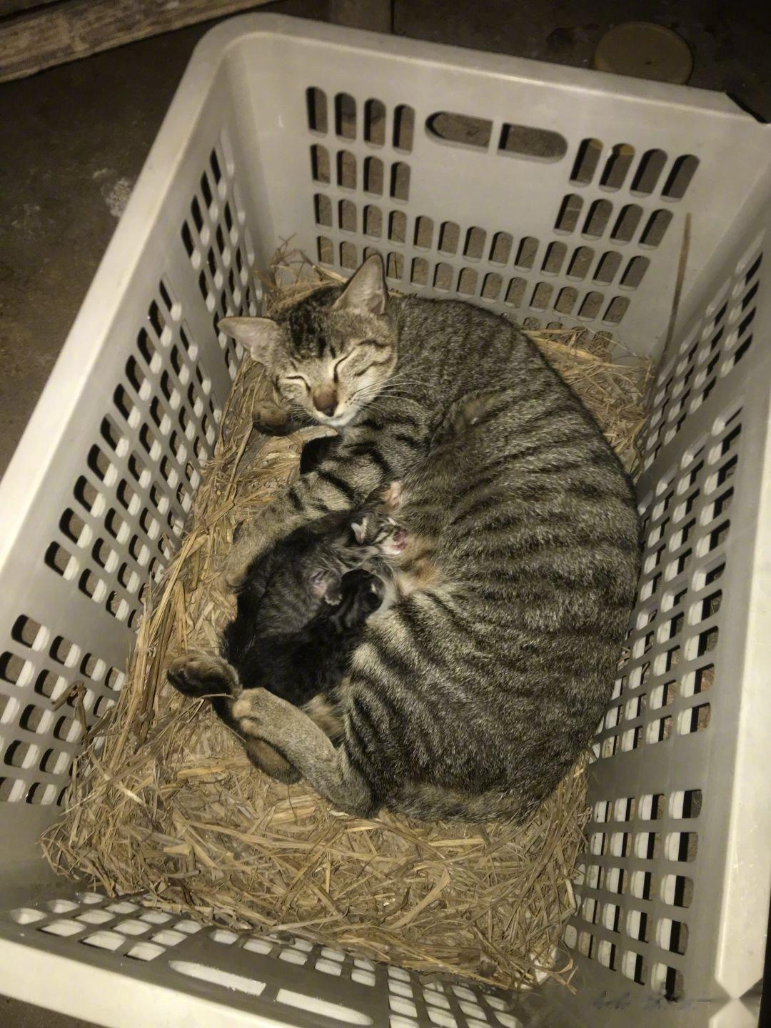 网友遇见一只流浪猫，要生小猫了。用塑料筐做了个简单的窝，垫了点干草。生了三只小猫