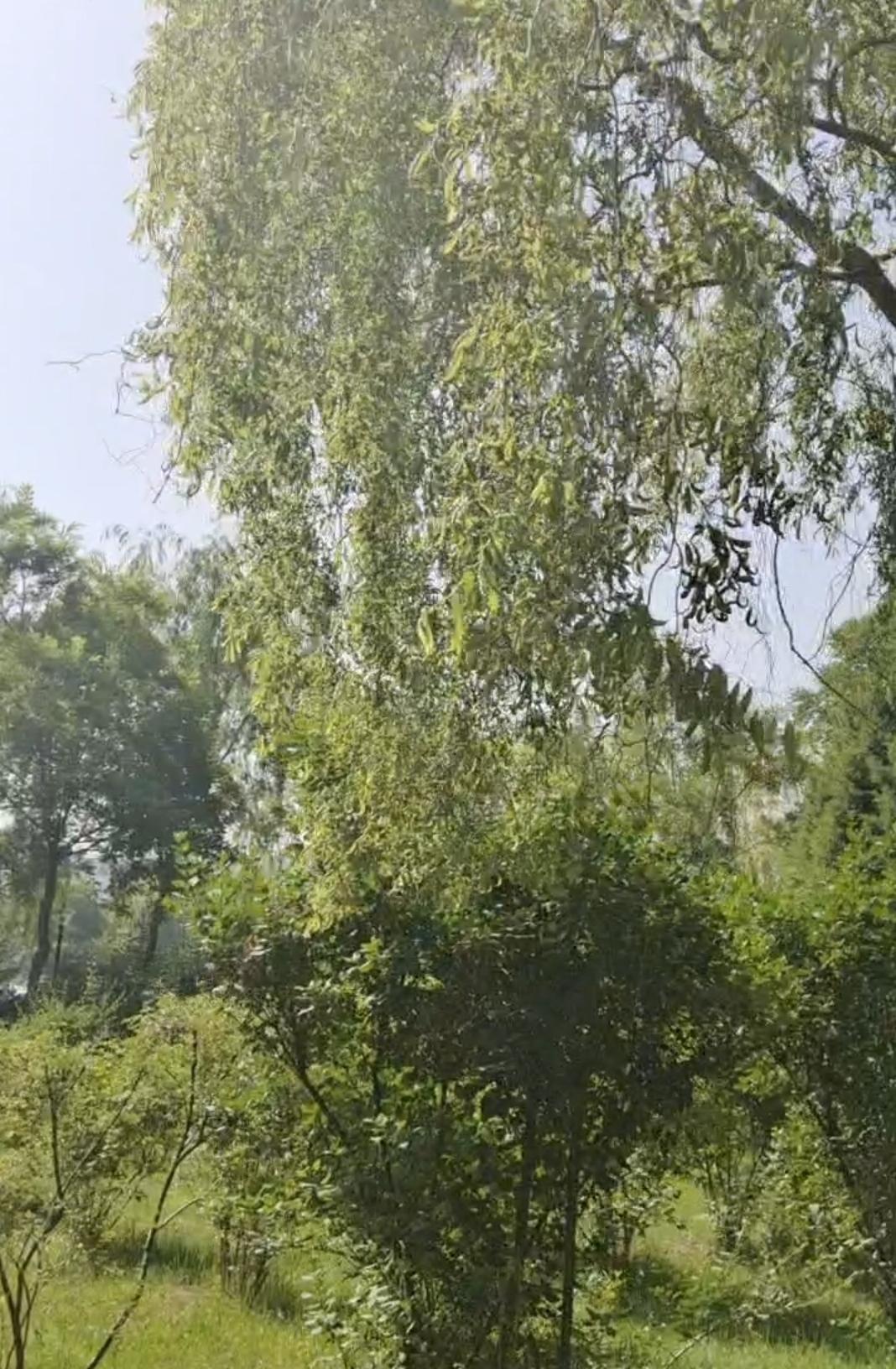 湖边有几位老人正悠闲地钓着鱼，他们神情专注，仿佛整个世界都与他们无关，只有这一方