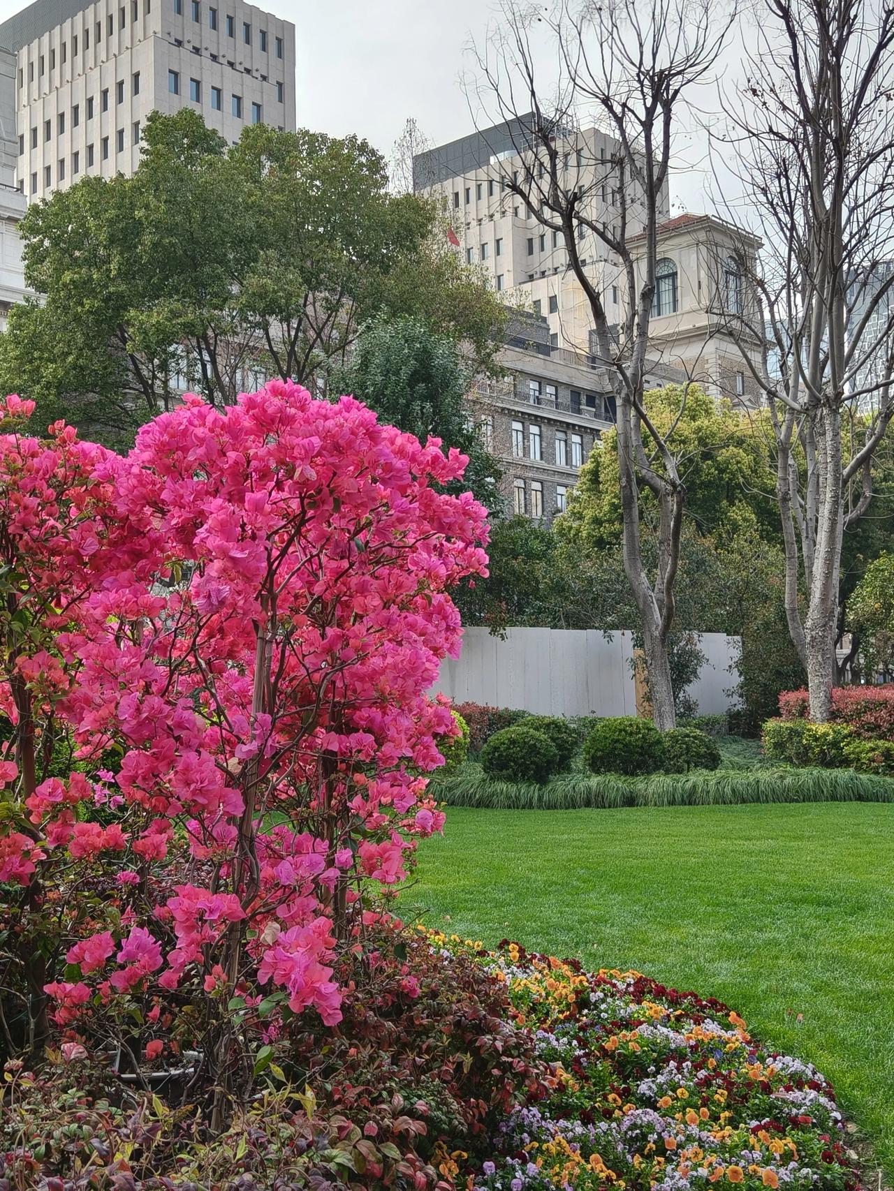 昨天去了趟外滩源33号，
在院子里认识了一种新的开花🌼植物，开白色花朵的叫——