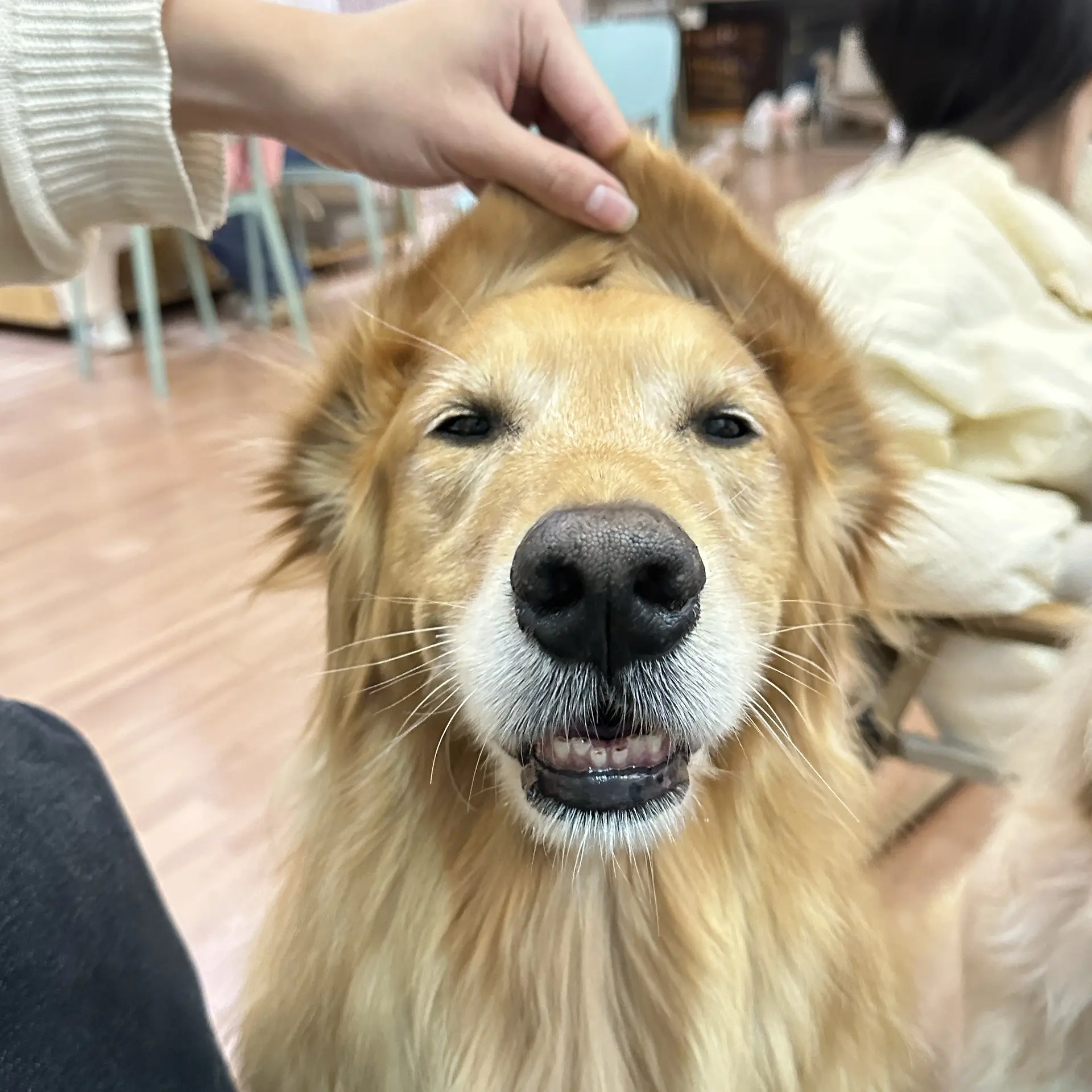 可爱小狗拯救世界。