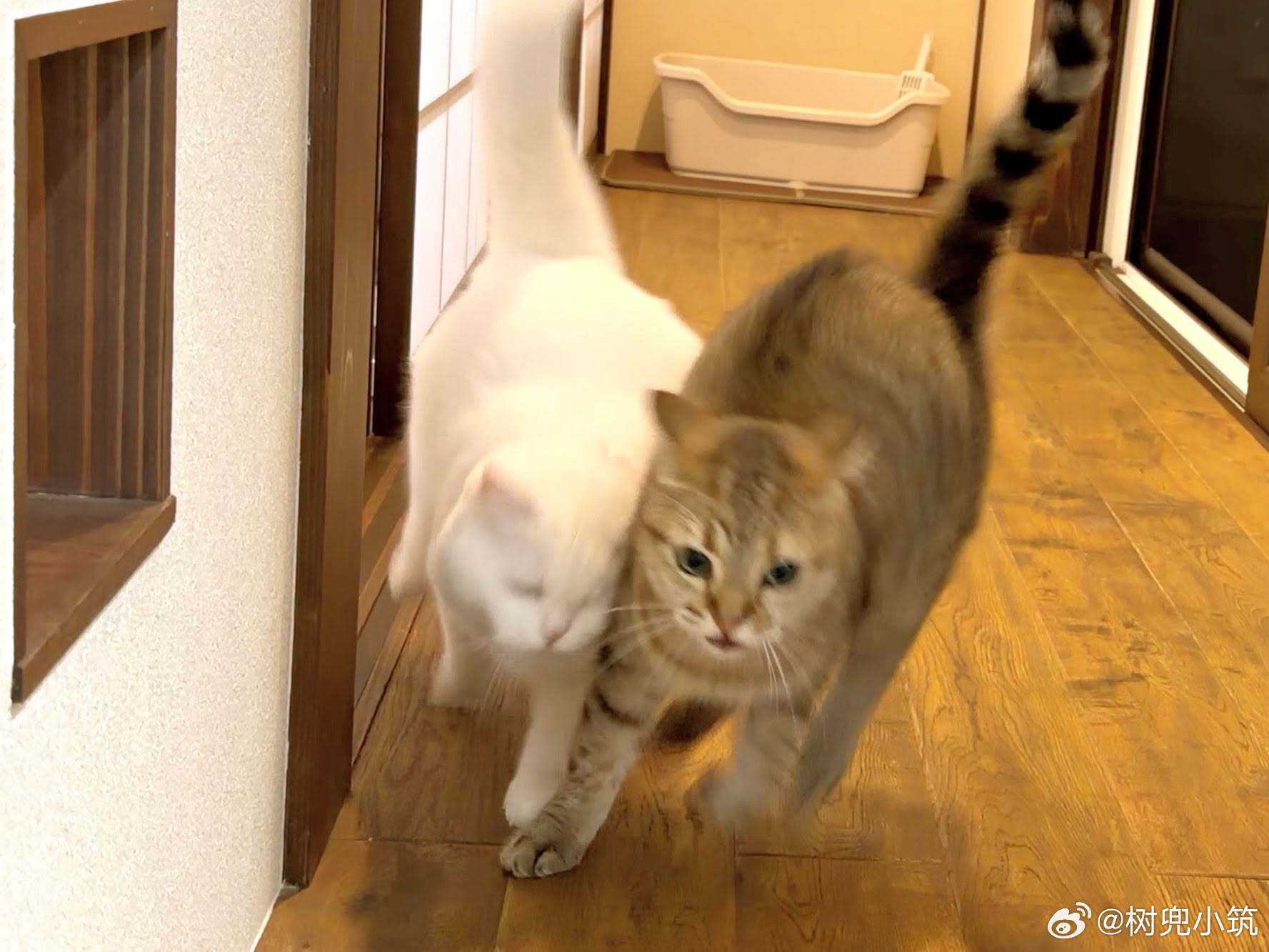 【 猫猫车祸的瞬间 】但由于双方都毛茸茸的，所以毫发无伤。 ​​​