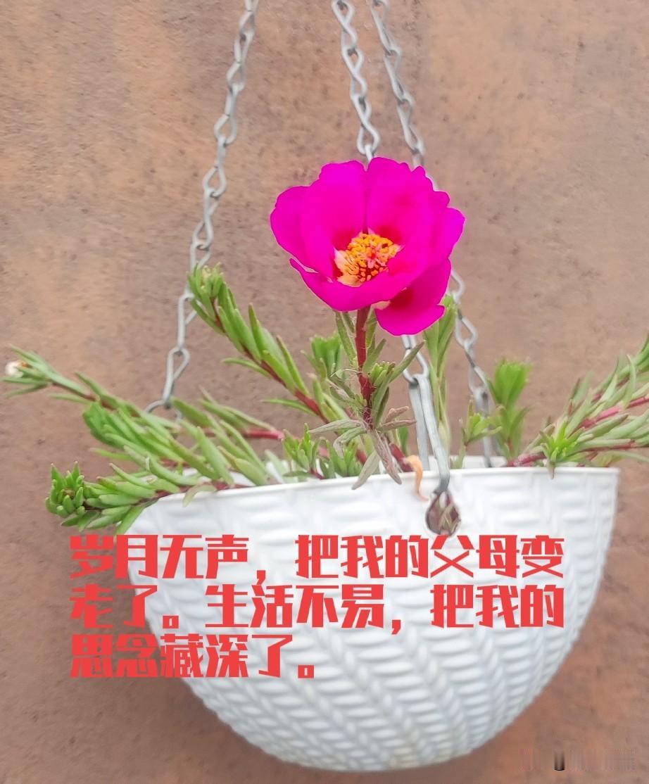 父亲疝气需要手术，弟弟在家，我认为小手术就没回去。一个普通人在外打拼，生活的不易