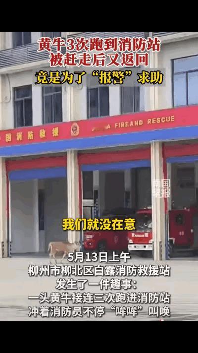 成精了！黄牛三次闯消防站上门求救，只为营救落难同伴
 
广西柳州，一头黄牛跑到消