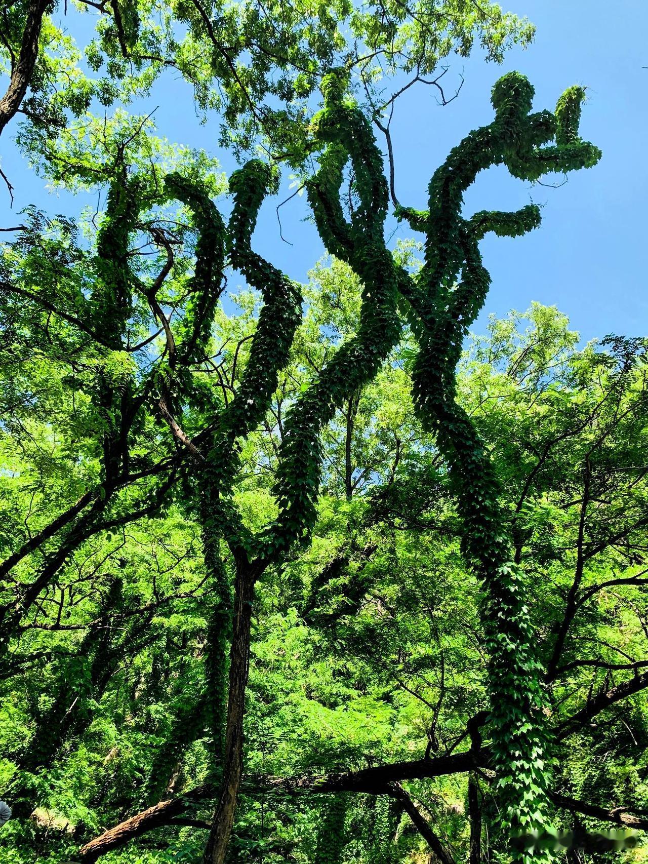 避开人流熙攘的主登山道，选择东御道徒步上山，才读懂泰山藏在深谷里的温柔。

拾级