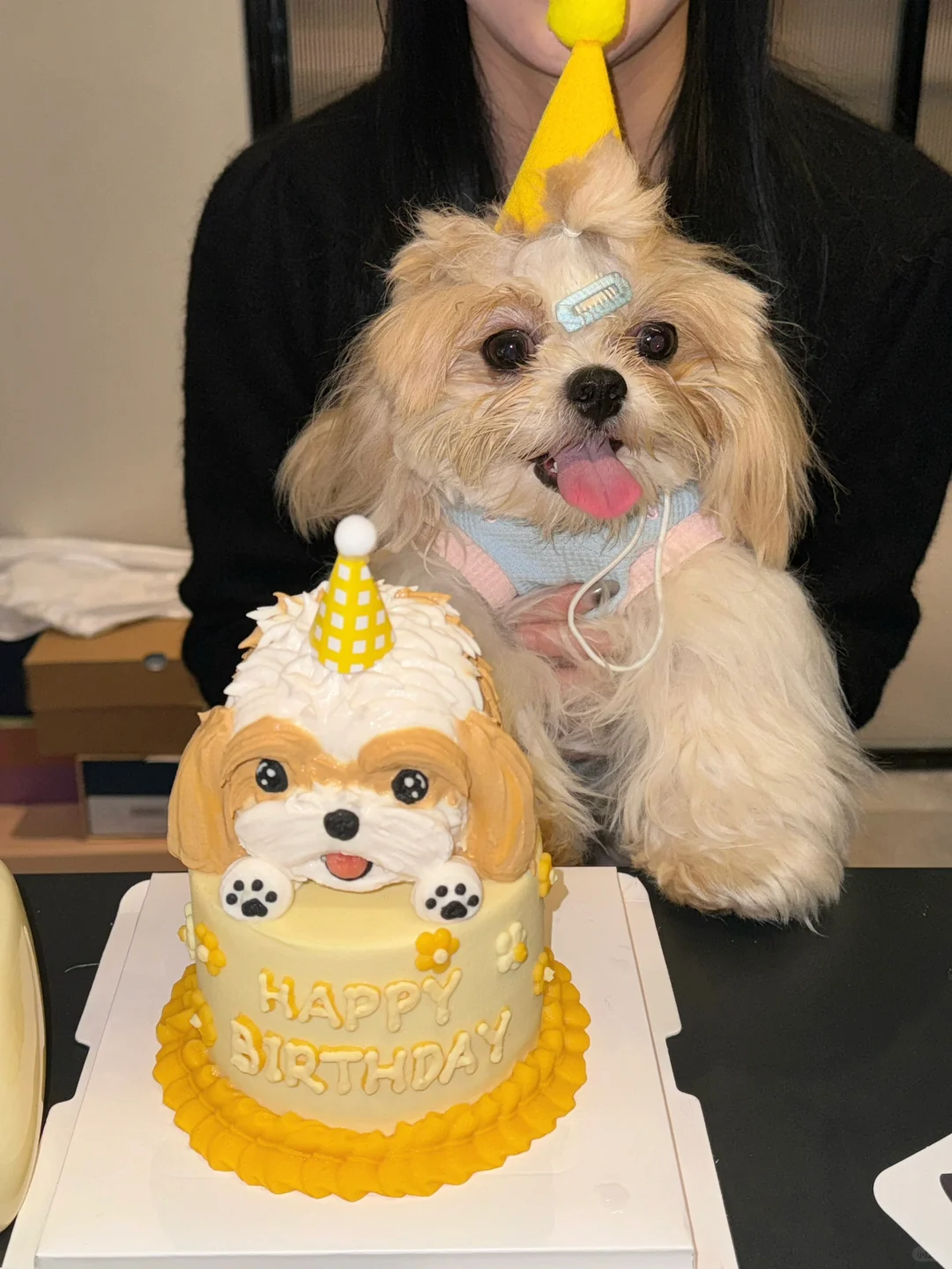 我们小豆奶1岁啦🎉🐶