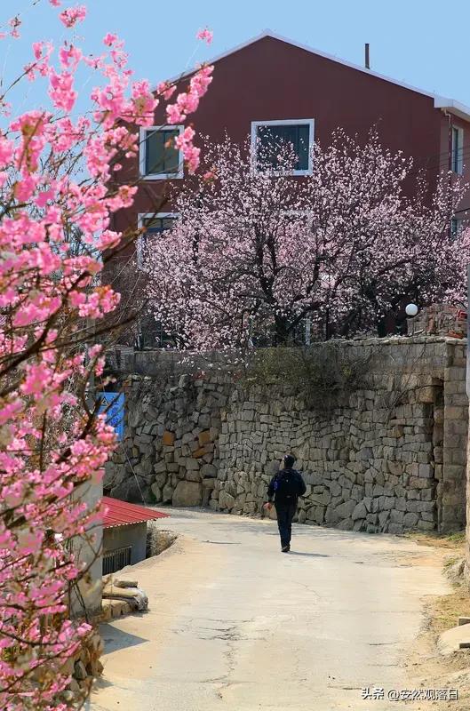 春天一到，谁不想去寻个桃花源呢？之前我去了个小山村，那简直就是现实版桃花源。
一