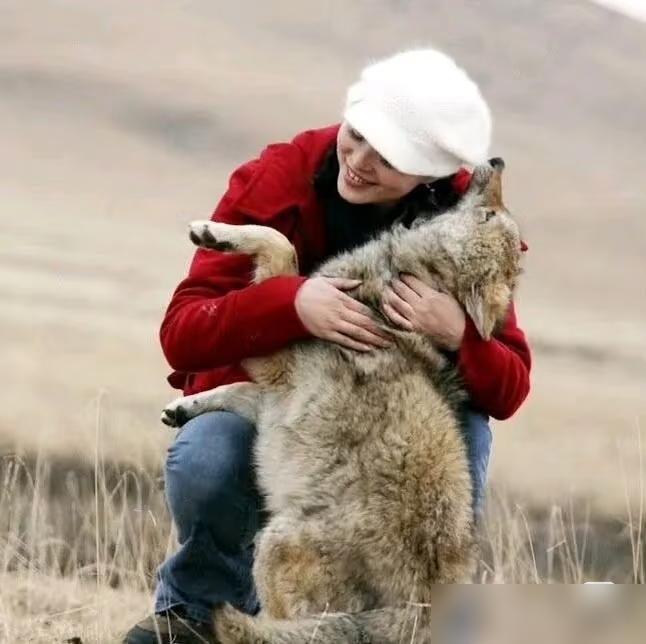 时隔两年，2026年1月22日深夜格林妈妈终于有回复啦！！！《重返狼群》12集我