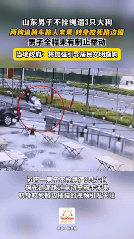 “引发众怒了！”山东淄博，一男子带3只未拴绳的大型犬出门遛弯，结果一路人骑电动车