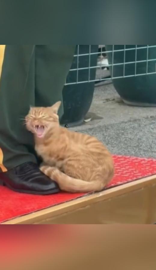 您敢相信吗！天安门的那只网红小橘猫，又准时过来“值班”了。
 
近日在北京天安门