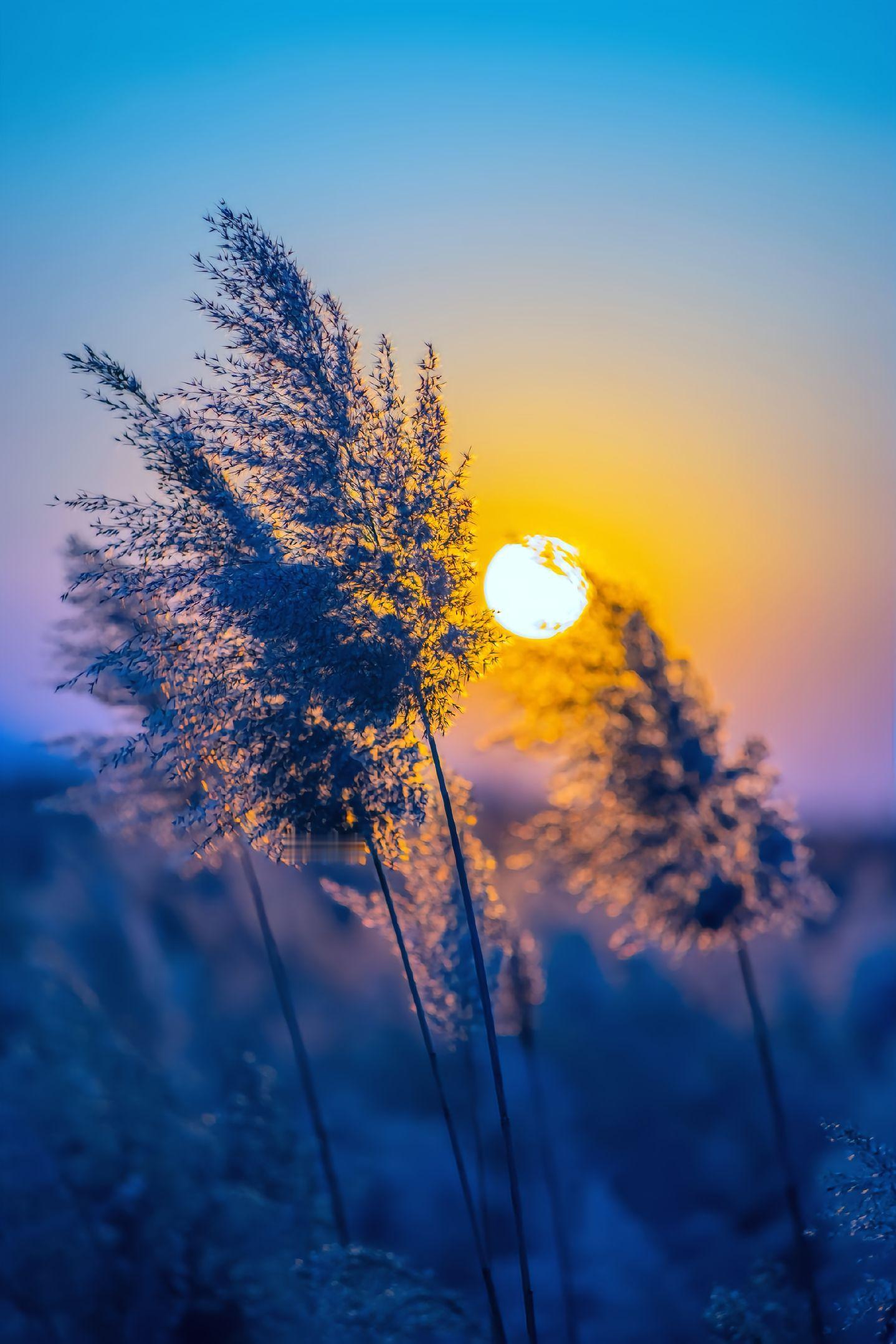 满目秾华春意在，晚霞澄锦照芙蓉。 ​​​