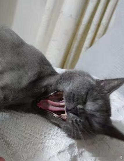 50050【丑猫】敢和史前生物对峙吗 