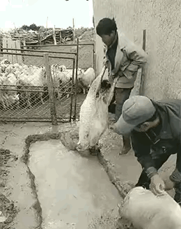 小羊在泡澡，只要是为了什么？
万能的友友们，
有谁能简单说一下呢？