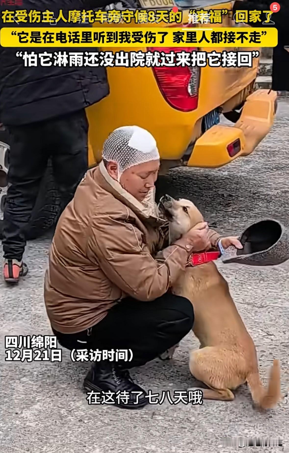 狗主人受伤，狗狗自己跑了很远，找到主人摩托车，不吃不喝不走，白天黑天足足等了8天