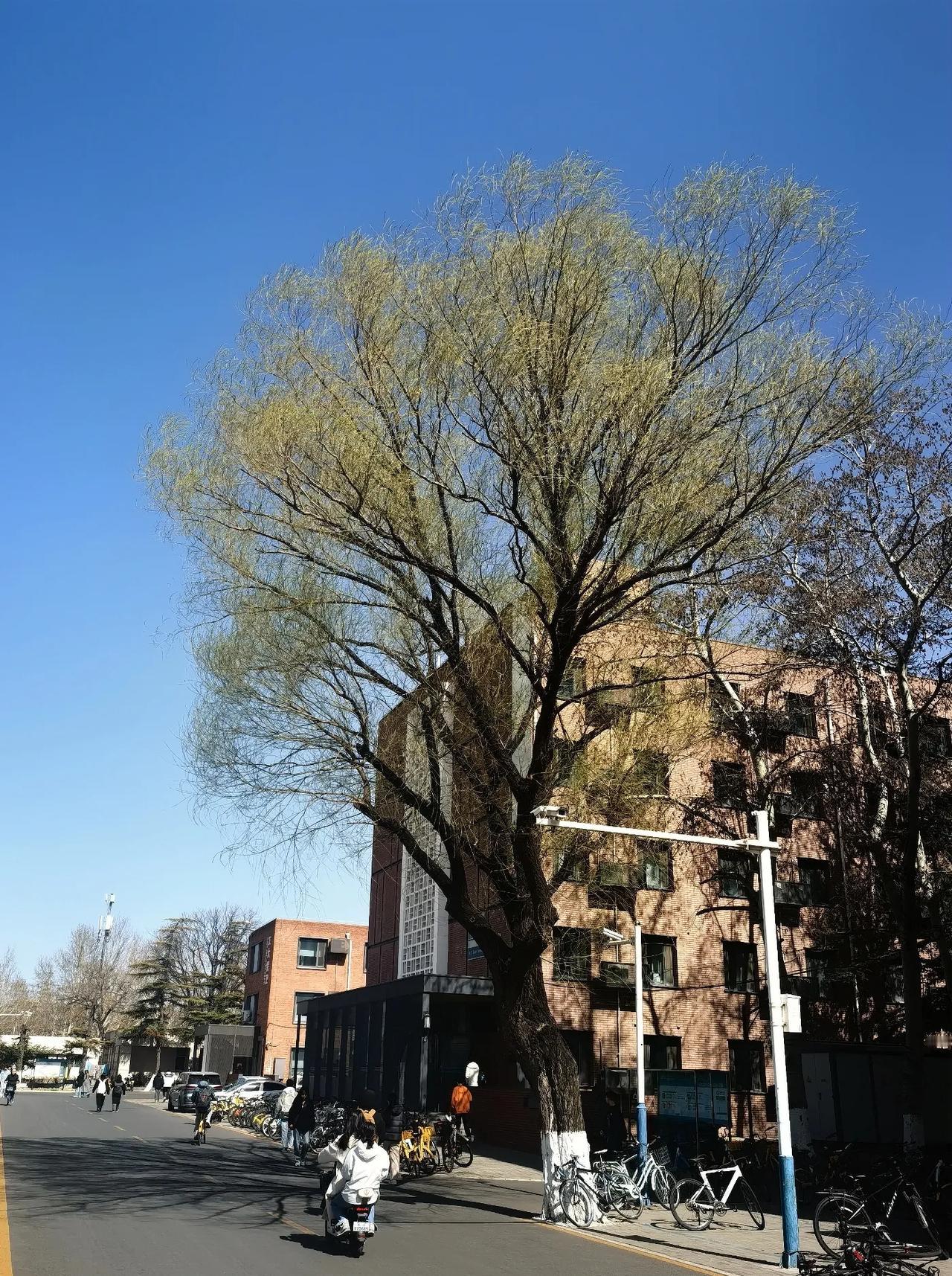 春日随手拍柳树刚刚萌发绿色，一派春意盎然的景象，让人陶醉其中，流连忘返。