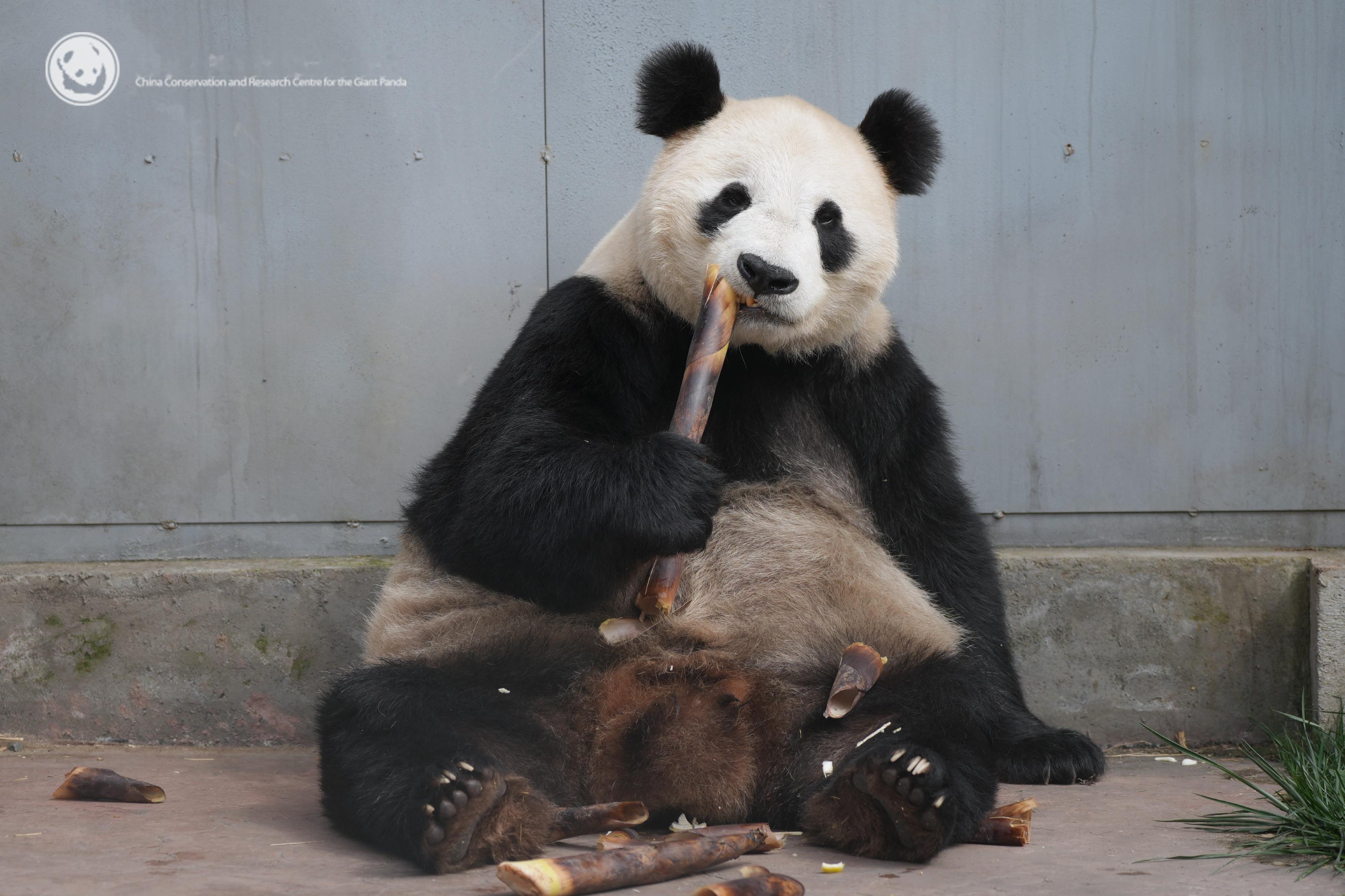 “华美”单手握笋细细品尝的瞬间，被镜头记录了下来。男子连续3天空腹吃笋致胃出血