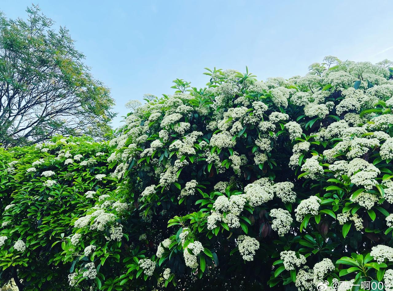 郑州最让鼻炎患者难熬时候到了……出门柳絮纷飞，满街石楠怪味儿～[捂嘴哭] ​​​