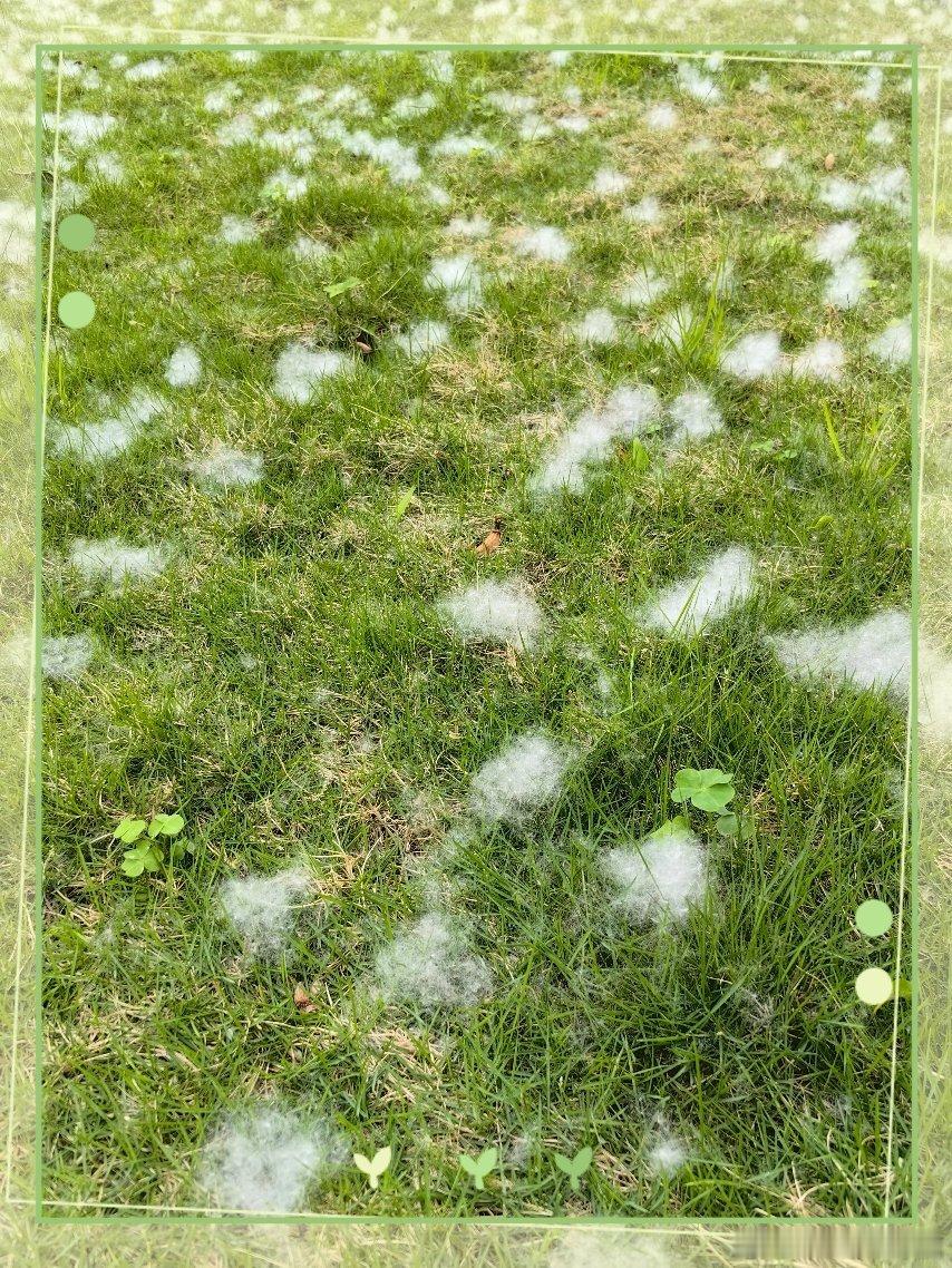 又到了木棉絮飘飞的季节 