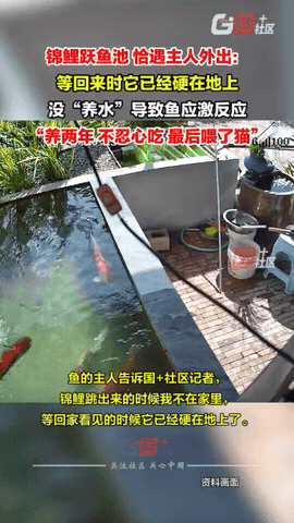 万万没想到！云南蒙自，男子回家，发现养了2年的锦鲤倒在地上，已经硬了，他调监控一