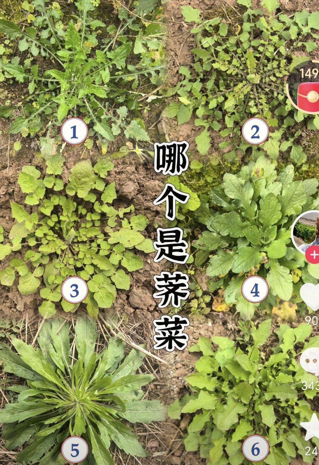 山东的挖菜大军，哪棵是荠菜，感觉自己给山东人丢脸了，这张图片我咋也分不出来了，看