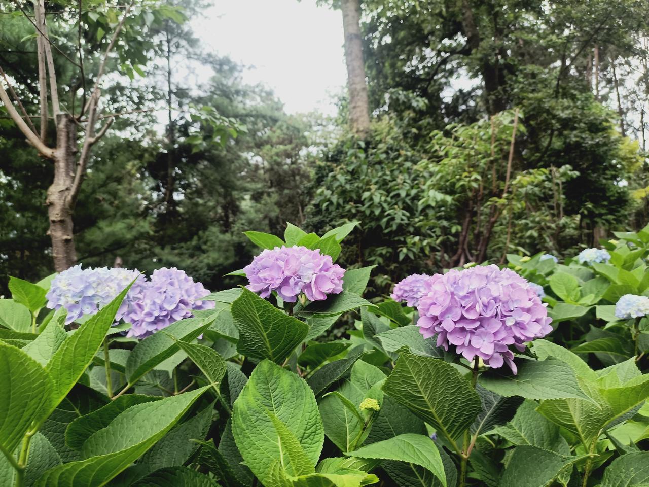 绣球花
明·谢榛
高枝带雨压雕栏,
一蒂千花白玉团。
怪杀芳心春历乱,
卷帘谁向