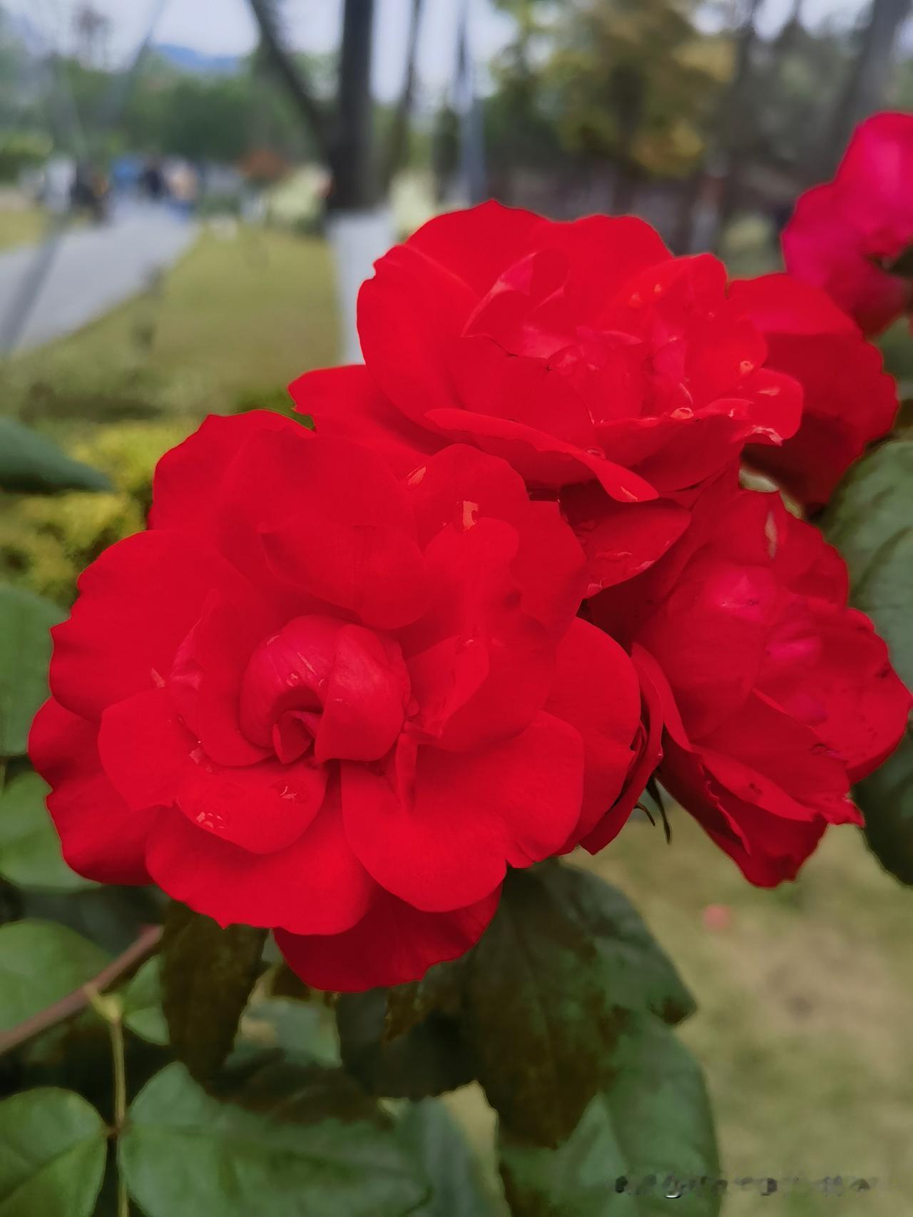 “花儿为什么这样红”

        这有不同的解读！
        有一部