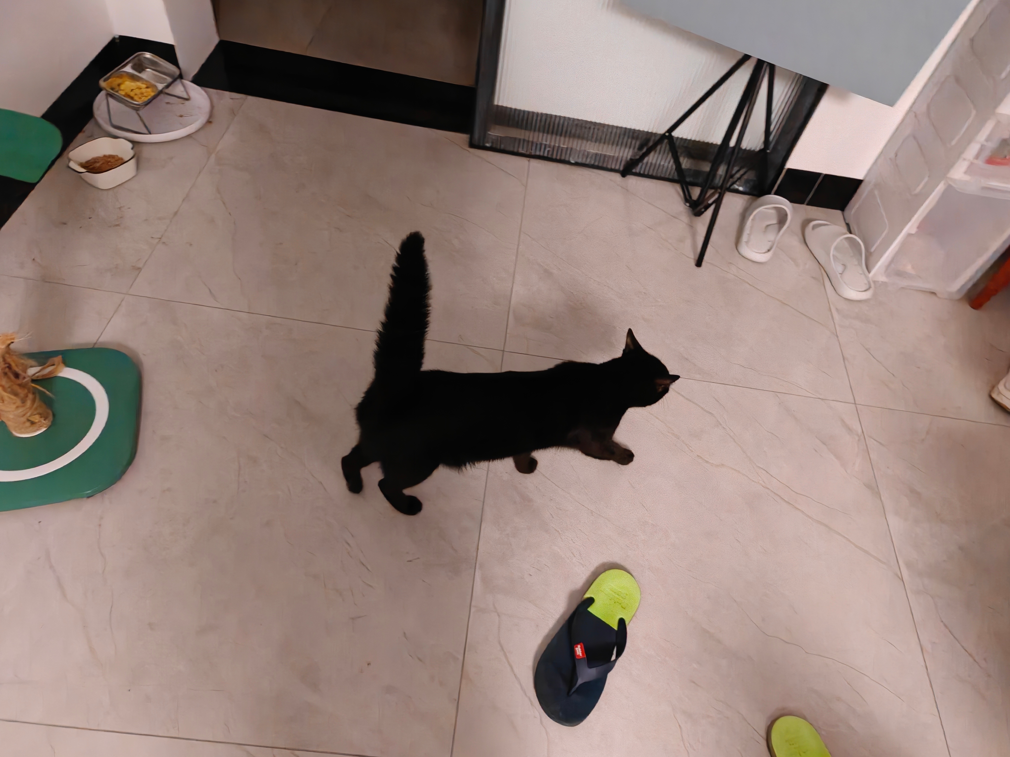 我的猫每天都大玉米棒子