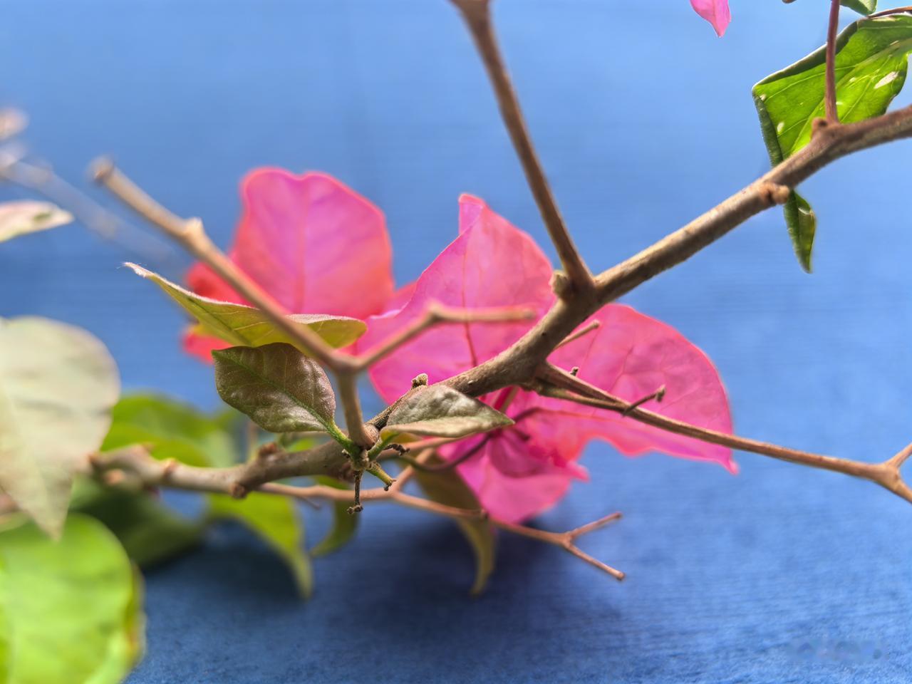 街头的三角梅，简直是城市一道亮丽的风景线。每次路过，都被它那艳丽的色彩吸引。三角