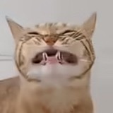 果然只有狸花猫是最厉害的 素嘟！！！！有图有真相！！！🤓 