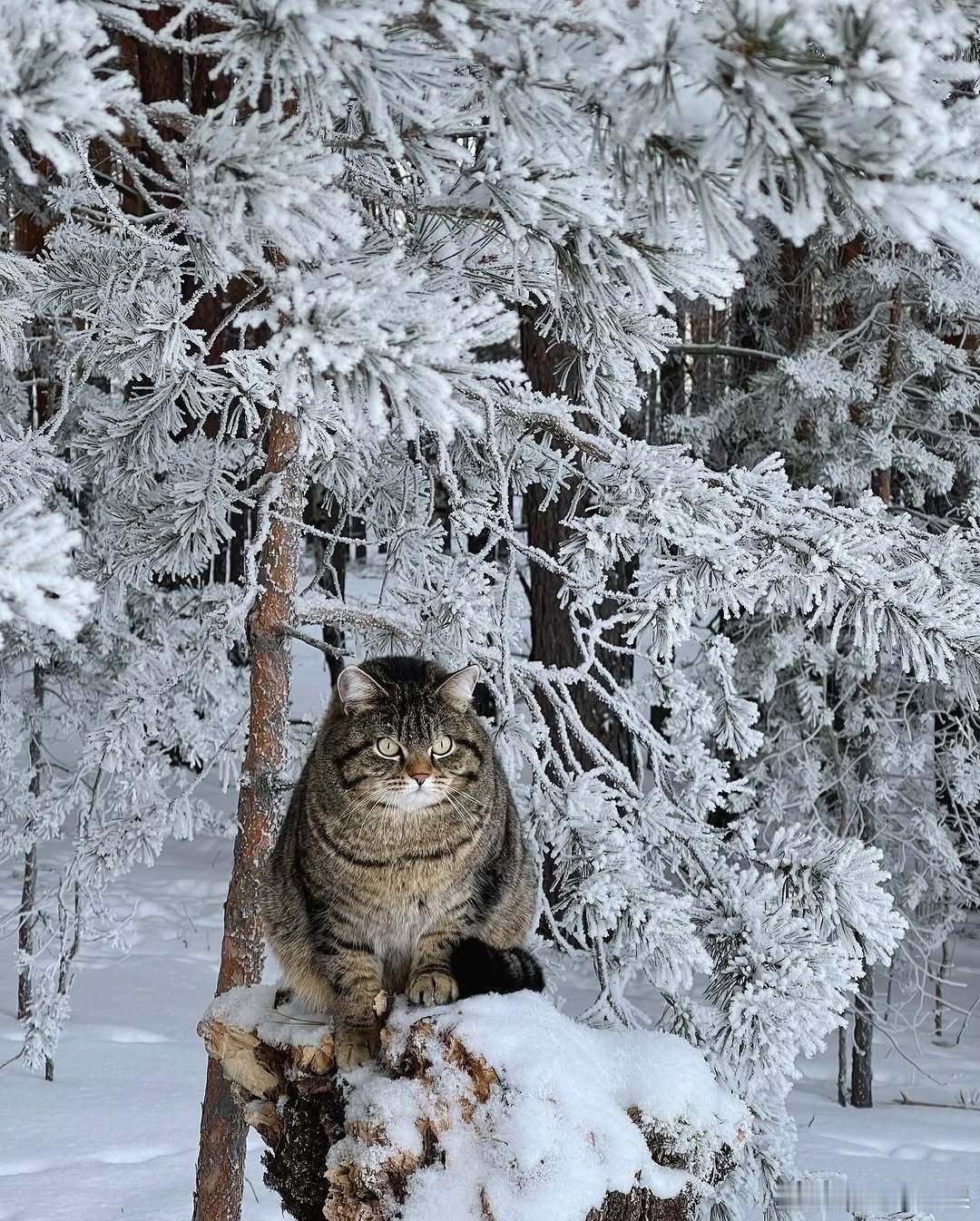 西森猫和铲屎官进森林给喂鸟器投放食物虎斑纹的那只就是在一个秋天，三四个月大的他在