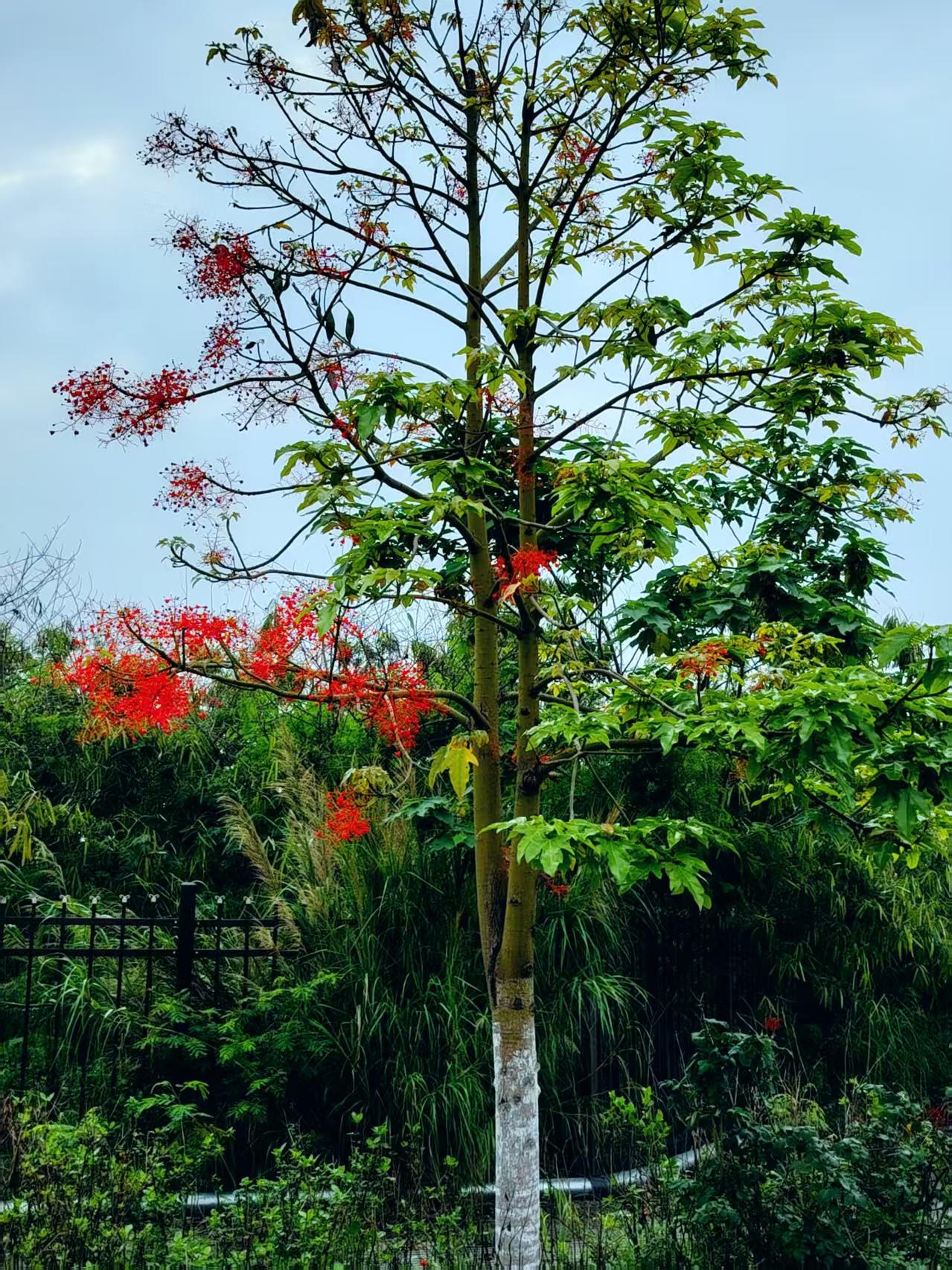 男子和男友为同性伴侣，男子所在区域面临拆迁，为获得更多的补助费和安置房面积，男子