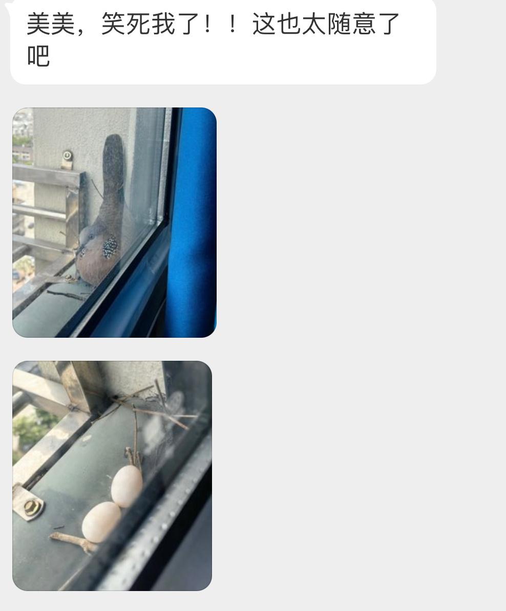 ？？？每天都要被珠颈斑鸠的随地大小蛋给笑死 ​​​
