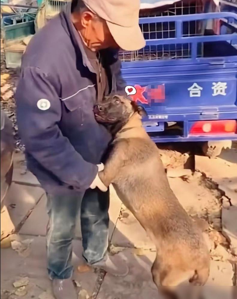 西北有个老人养了只牧羊犬，两年时间看护羊群没出过啥大问题。这阵子遇上旱灾，老人把