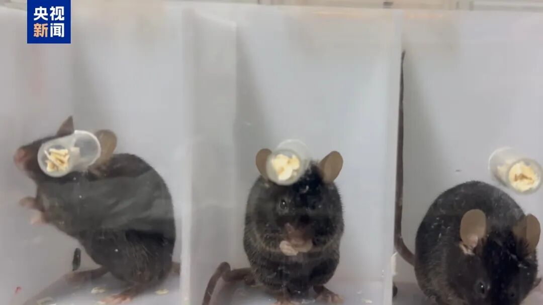 中国科学家揭示左撇子成因