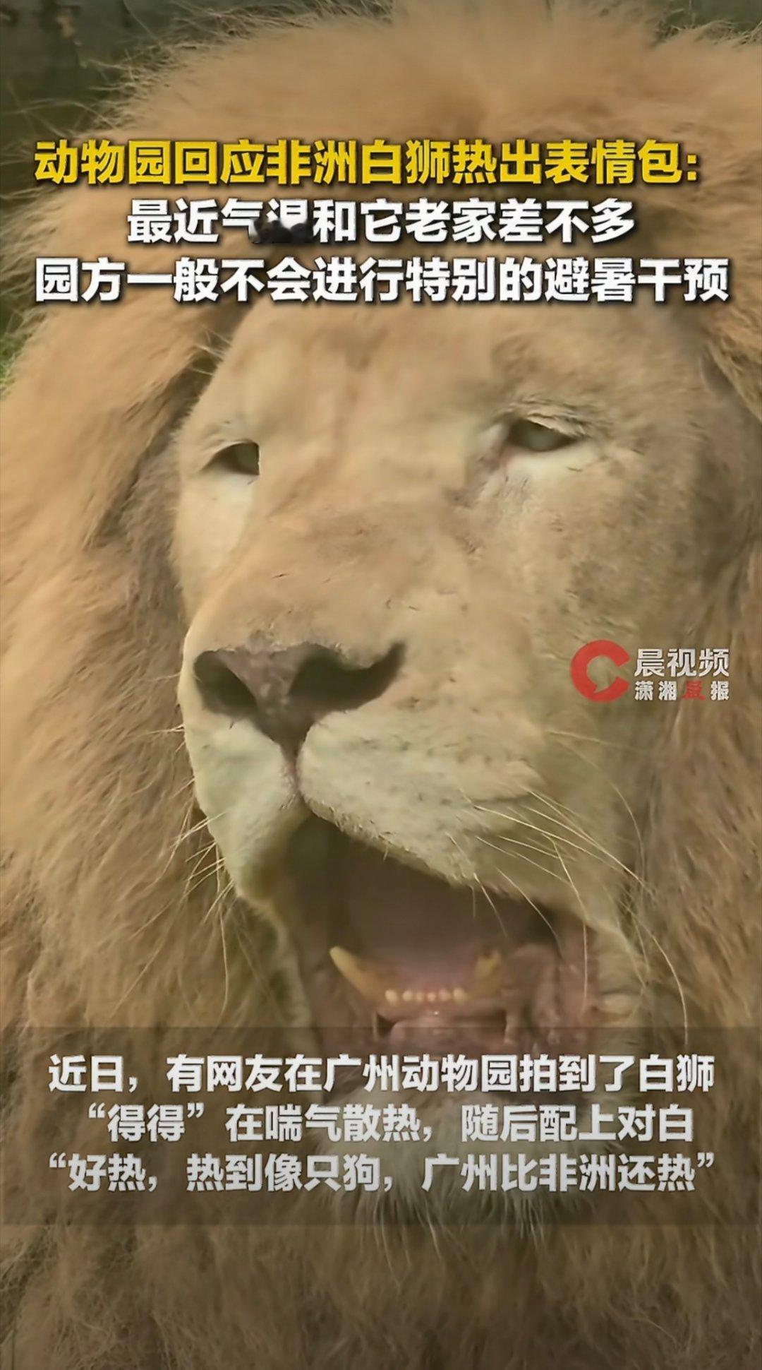动物园非洲狮子被热到像只狗这真的是狮子吗？怎么看着狗里狗气的？
