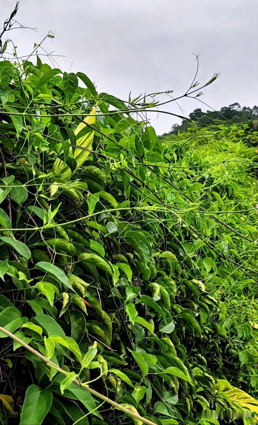 老话说得好，

自己的亲人，

不能进，不能掌握家族企业核心负责人。

该女子就