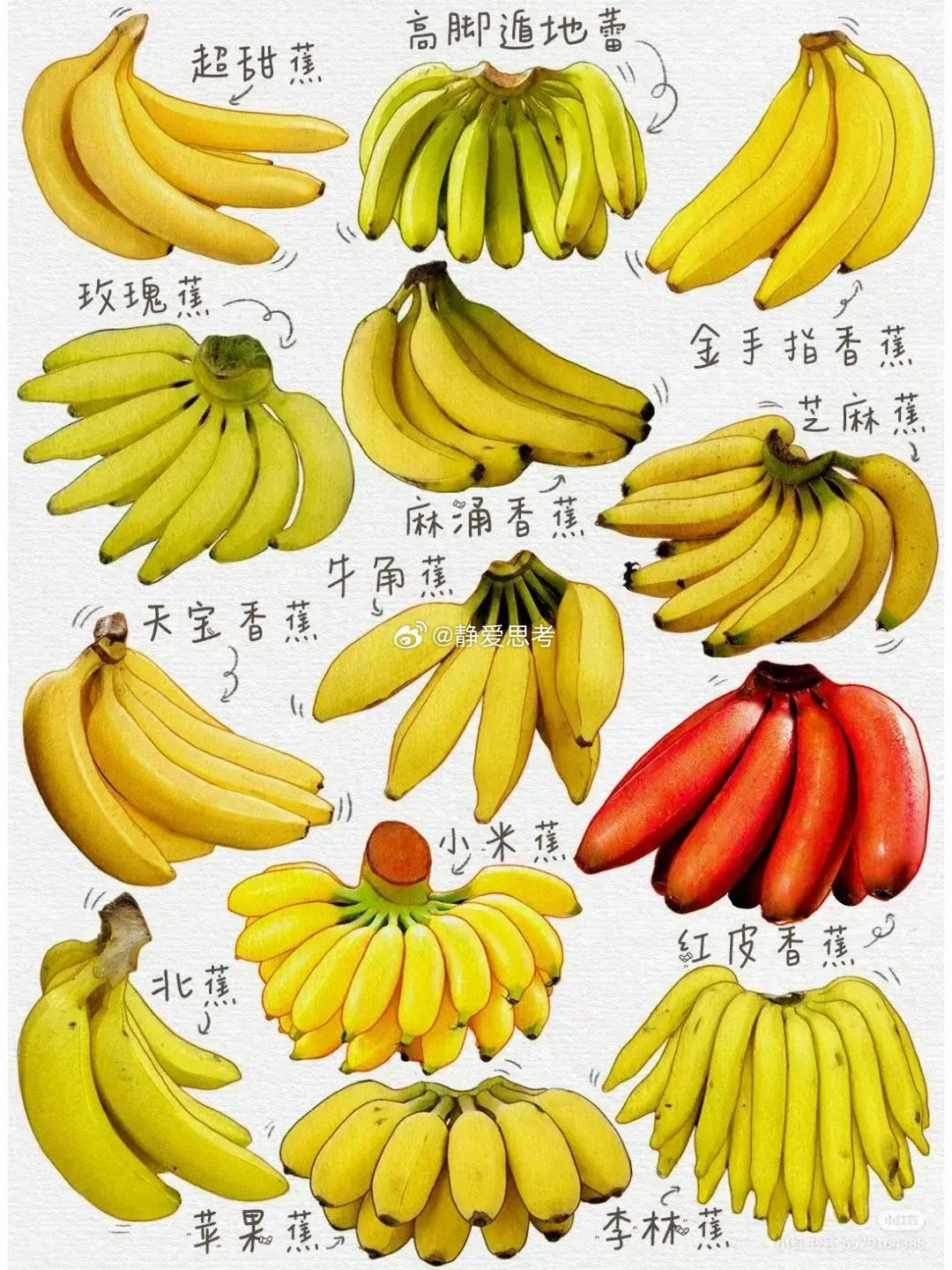 香蕉是世界上最善良的水果喜欢香蕉 