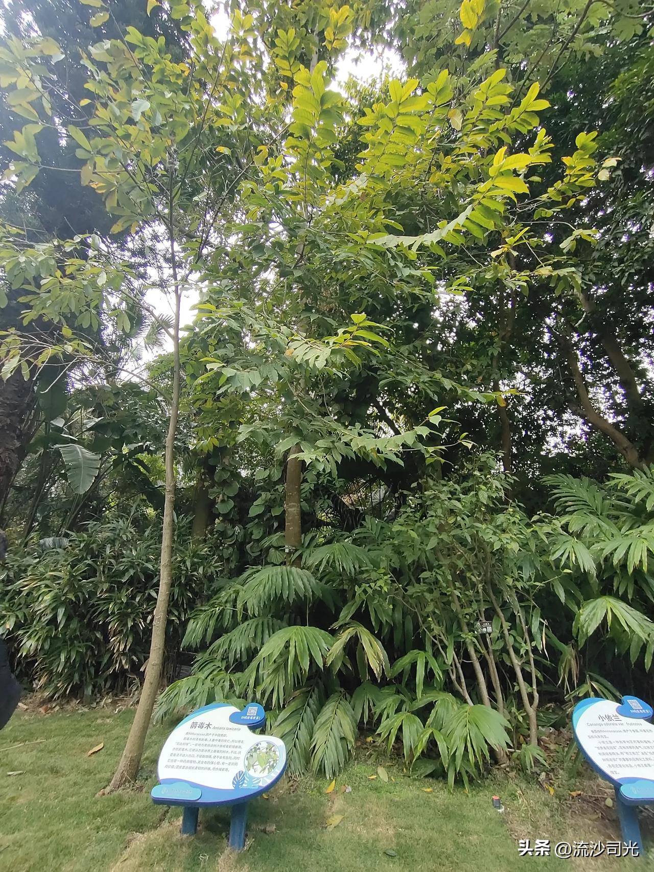 厦门植物园，来厦门旅游一定要去植物园，‌植物种类众多，奇花异草、有许多非洲和南美