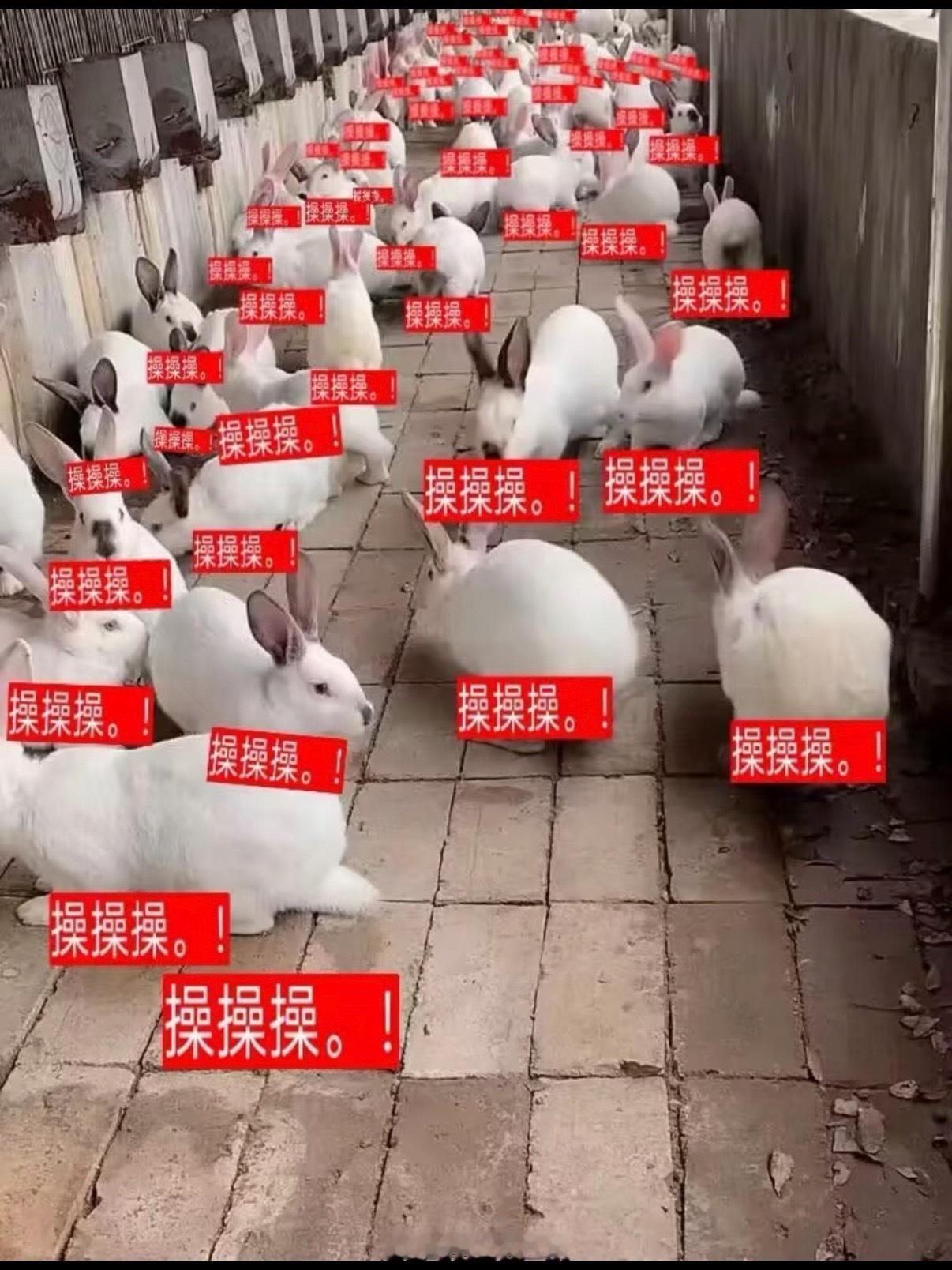 好多肖先 