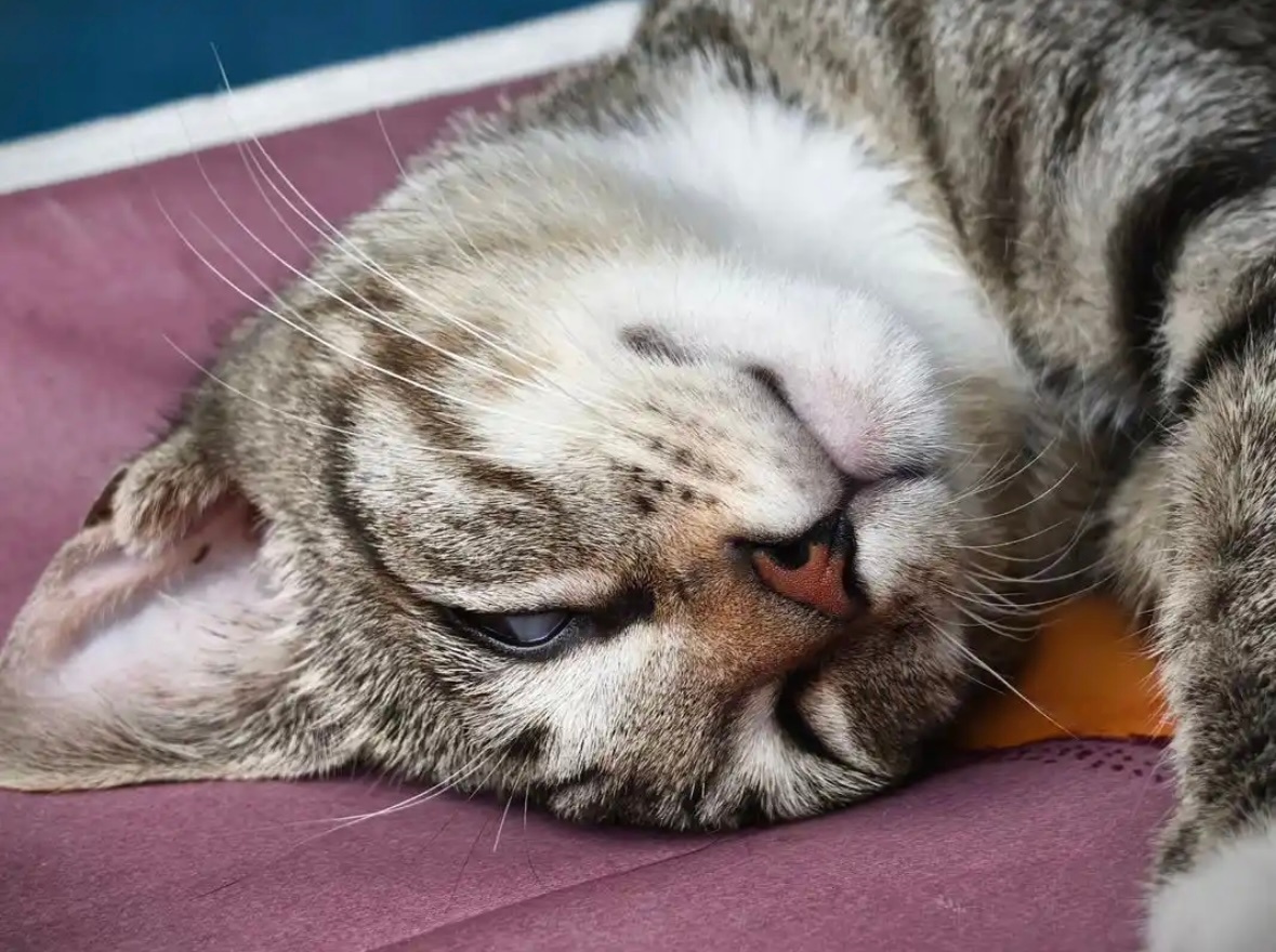 晚安💤天佑流殇