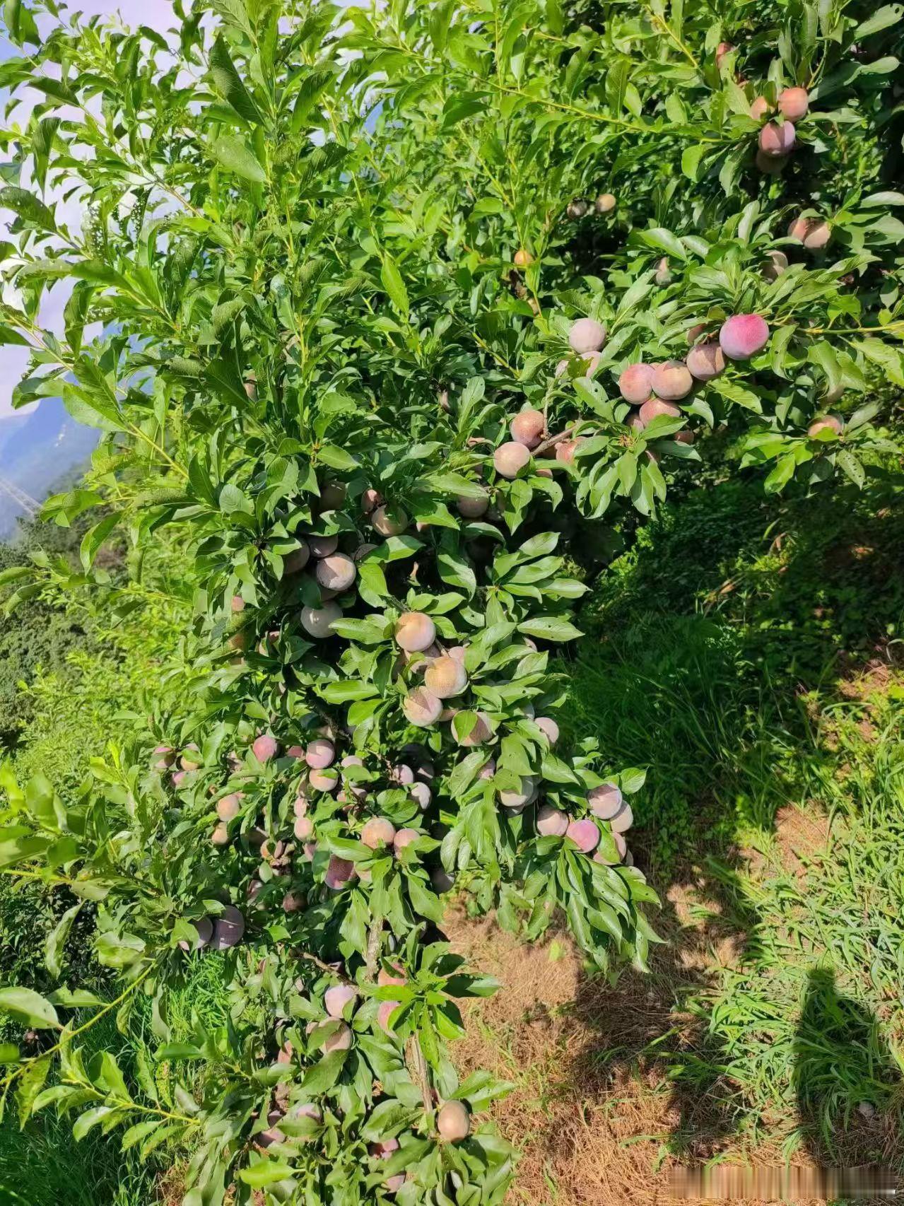 吃李子吗？我亲手摘的那种。 