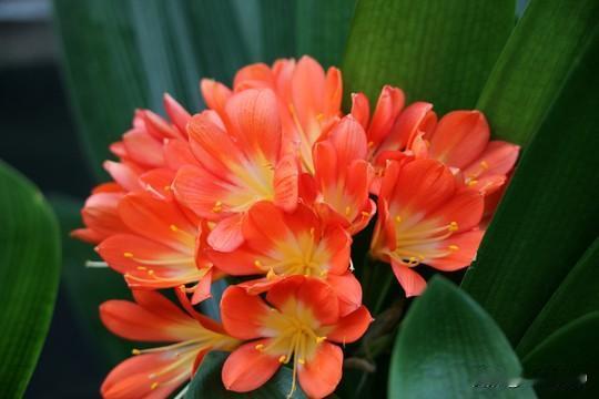 君子兰真是一种宝藏花卉。它原产于非洲南部，现在在中国各地普遍栽培。这花畏寒惧热，