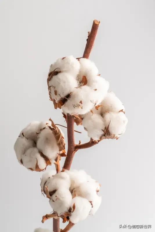 棉花的花有多少种颜色? 棉花的花颜色还挺丰富的。一般刚开放时是白色或乳白色，过一